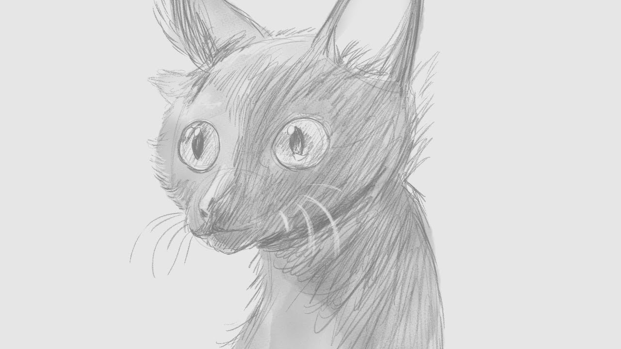 Cat studies - #CLIPSTUDIOPAINT