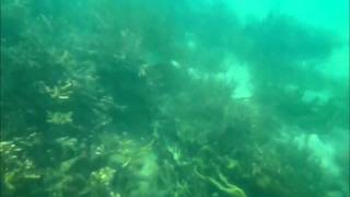 preview picture of video 'Snorkeling in Sandbar Island Resort, Concepcion, Iloilo'