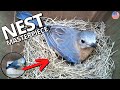 American Bluebird Builds Nest Masterpiece