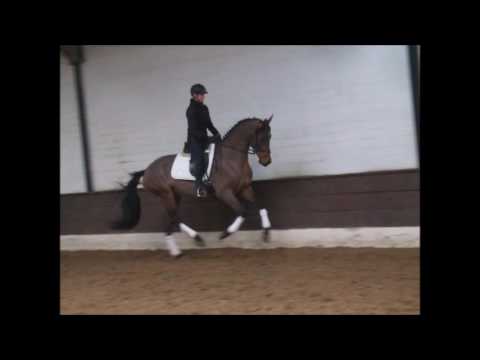 AURELIA 4j. v. Ampere - Ehrenwort -for sale. VB 18.000,- Euro