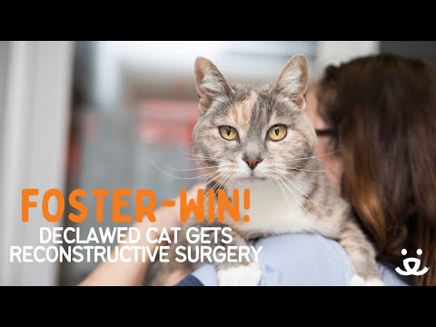 Foster-Win! Declawed cat gets reconstructive surgery with the help of The Paw Project