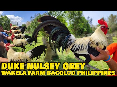 Beautiful Birds Duke Hulsey Grey Gene Batia - Wakela Farm Big Farm in The Philippines Farm Visit