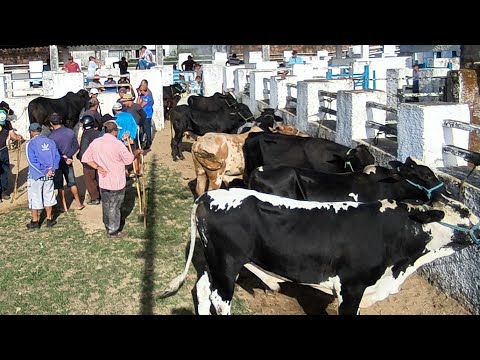 FEIRA DE ANIMAIS DE PUXINANÃ-PB 09/03/2026