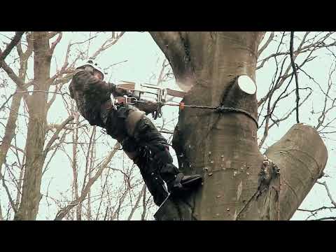 фото удаление и обрезка деревьев  0