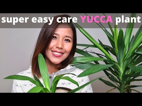 , title : 'Tips for easy care Yucca plant | How to propagate Yucca plant'