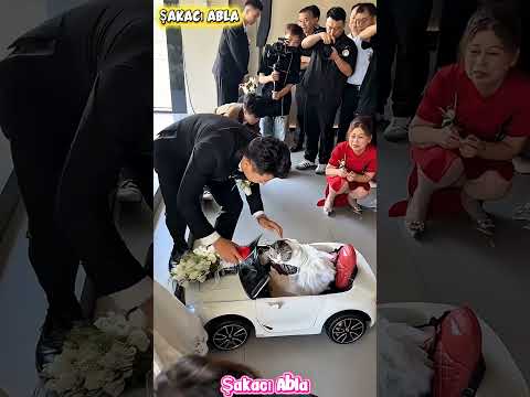 Gelin Diye Beklediler, Karşılarına Kedi Çıktı! 😂🐱