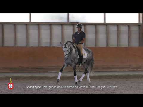 20/06/29 3 Marquez da Caniceira - Projecto para Cavalos Lusitanos Jovens no Ensino