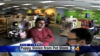 Man Caught On Video Stealing Puppy From Denver Pet Store