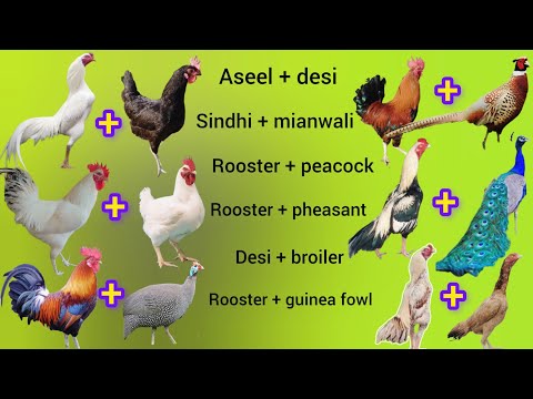 Chicken cross breeding results | aseel cross breed #chicken