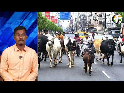 சென்னை மாணவியை தாக்கிய மாடு! வெளியான அதிர்ச்சி வீடியோ! | A Cow Attacked A Student In Chennai!