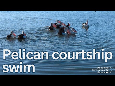 Pelikán austrálsky (Pelecanus conspicillatus) — tok