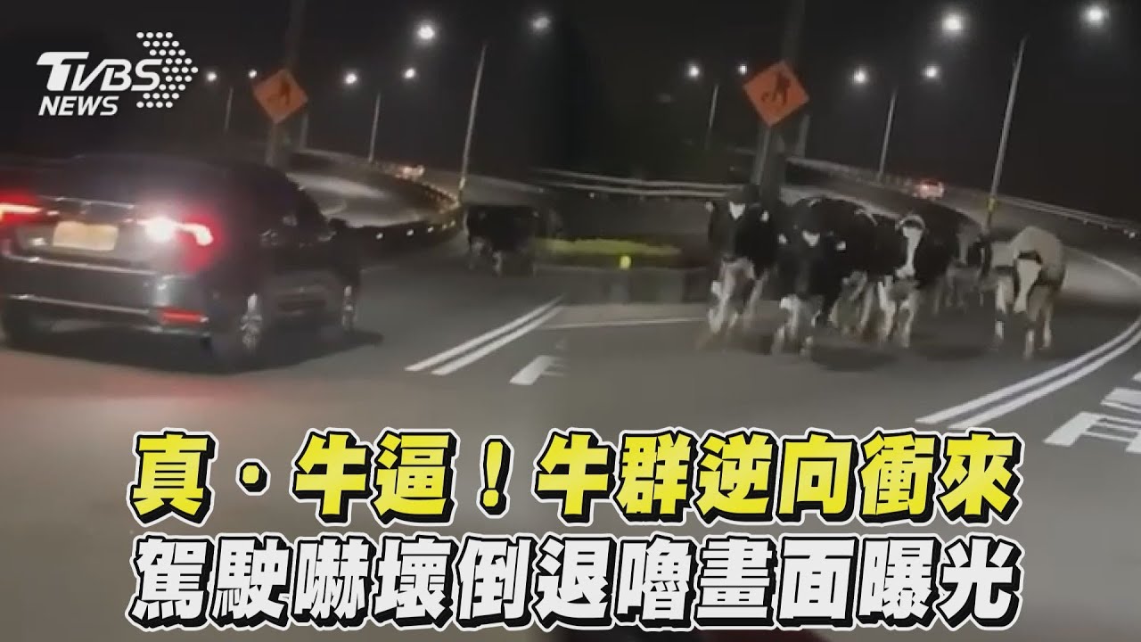 牛群破門逃！台19甲線「逆向逼車」　台南人笑了：活體牛肉湯