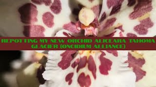 Potting My New Orchid Aliceara Tahoma Glacier in Pumice (Oncidium Alliance)/ How to Repot Oncidiums