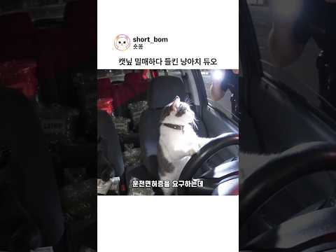 캣닢 밀매하다 들킨 냥아치