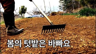 봄의 텃밭 / 3월 4월 5월에는 무엇을 심을까 / 텃밭의 여왕 상추 줄 파종 영상 / 대파 쪽파 삼동파 번…