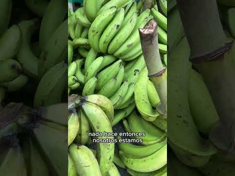 Siembra de productos lechosos