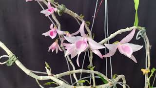 Nguyệt lãng thiên môn  Dendrobium var alba