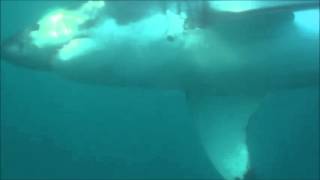 preview picture of video 'Updates from the Great White Shark Project!'