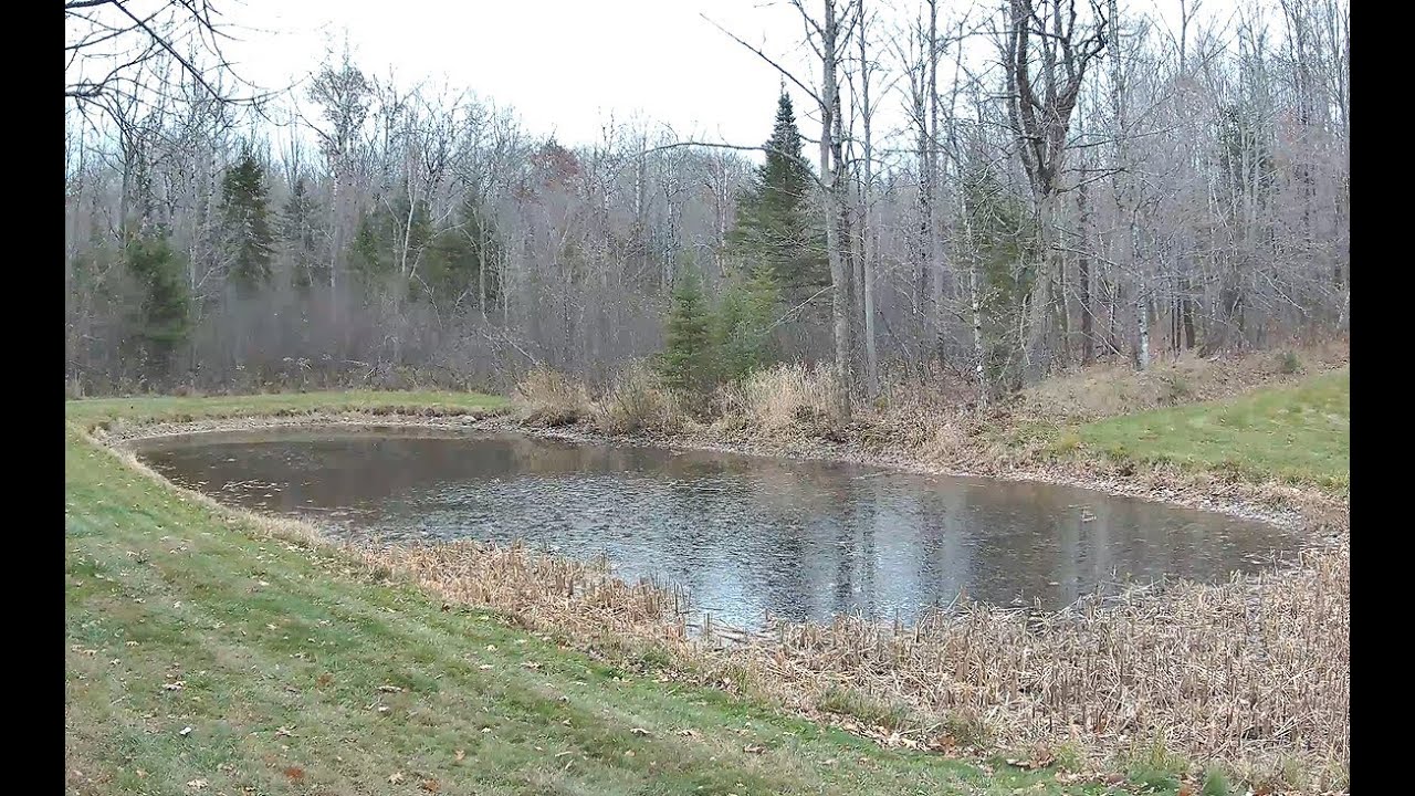 Live webcam view of Hammond Ridge Wildlife Pond