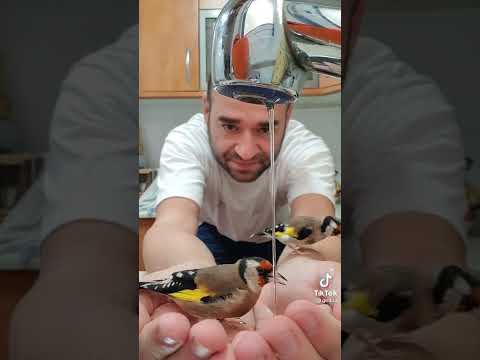 Aury Cippi Greta Emanuel