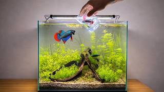 Betta Fish Courtship Dance | Betta Fish Mating Behavior