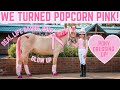 WE TURNED POPCORN PINK PONY DRESSING UP HORSE MAKEOVER
