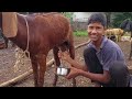 Viral Goat Milking