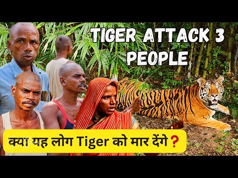 Tiger Attacks of Bandhavgarh EP 2, Helpless Villagers in fear after Tiger Attack 3 people
