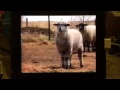 Sesame Street What Sound Does A Sheep Make