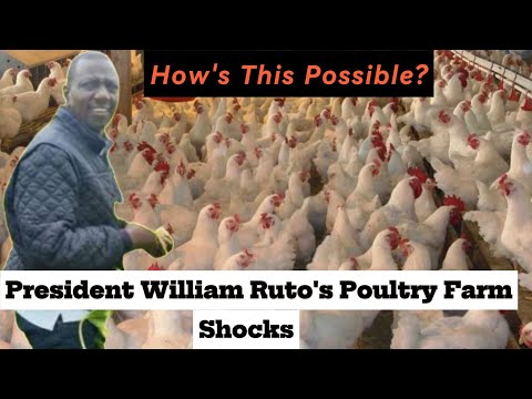 Welcome to William Ruto's Shocking Poultry Farm with Thousands of Chickens!
