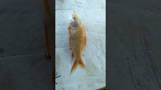 Jammulama leak in jogulammgadwal