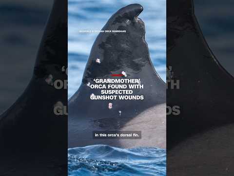 ‘Grandmother’ orca found with suspected gunshot wounds