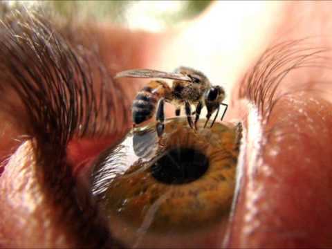 Manwel T - This is my Dub