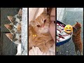 Cat Lover Animals Funanimals Ep 2761