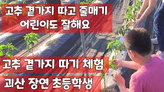 고추 곁가지 따고 줄매기 체험 괴산 장연초등학교 어린이 사남매 러블리 윤포 러스틱 라이프 [고추재배체험]