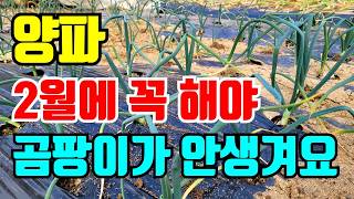 2월에 양파에 해야 곰팡이 안생깁니다. 이렇게 관리하세요