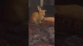 Jackrabbit Rabbits Videos