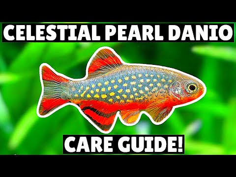 Celestial Pearl Danio — care guide amazing nano fish