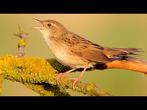 svrčiak zelenkavý (Locustella naevia) — hlas a správanie v prírode