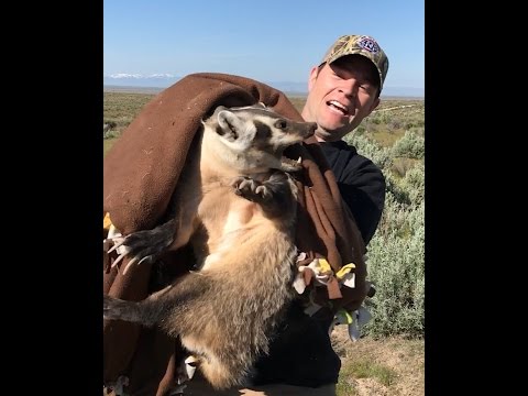 Catching a wild Badger (CRAZY)