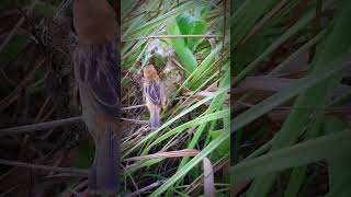 Download lagu Burung cici merah atau salome mp3