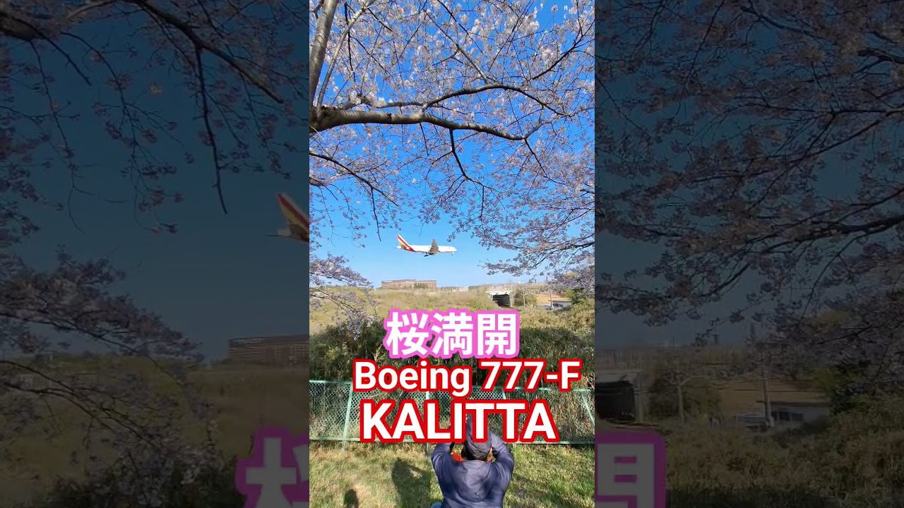 桜🌸満開さくらの山公園KALITTA AIR Boeing 777-F #kalitta #boeing #sorts