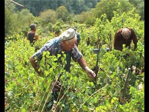 Vendémias a Combabison (L'aure de la camba tòrsa)