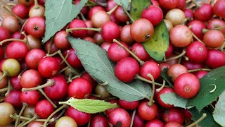 Download lagu Panen buah seri part 8 mp3