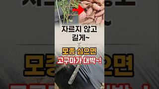 자르지 않고 길게 고구마모종 심으면 고구마가 주렁 주렁 대박납니다 #고구마심는법 #shorts