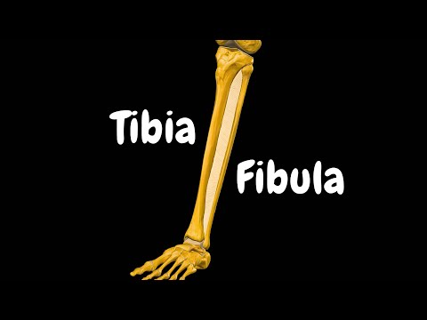 Tibia & Fibula (Lower Leg): Bone Landmarks, Joints & Functions | Anatomy