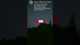 Download lagu suara panggil Walet Koloni mp3