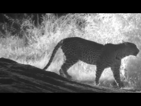 Djuma dam cam march 11 2018 -  Hosana leopard