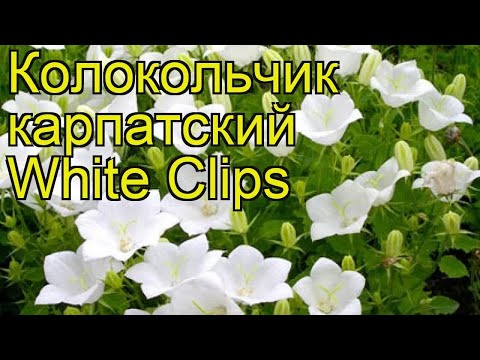 download lagu mp3 mp4 Campanula Pearl White, download lagu Campanula Pearl White gratis, unduh video klip Campanula Pearl White