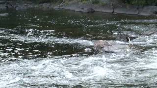 preview picture of video 'Merganser on the Oxtongue River'